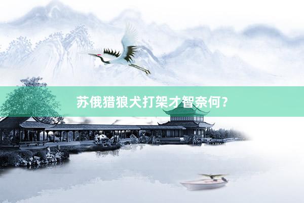 苏俄猎狼犬打架才智奈何？
